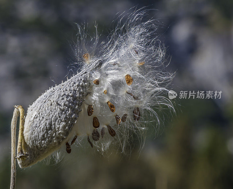 Asclepias speciosa是马利筋的一种，通常被称为艳丽的马利筋。它原产于北美西部。心皮和种子。加州约塞米蒂国家公园。夹竹桃科。